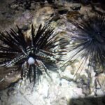 玩澎湖民宿代訂夜探龍宮的潮間帶生態旅遊